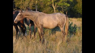 Discover 289 Maestoso Valdamora VIII lipizzaner horse jjlipizzans [upl. by Maclay831]