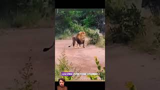 Lions lion danger animals dangerious wildlife dangerus africa shorttrending animals [upl. by Dnalsor1]