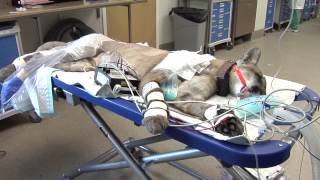 UF Veterinarians Repair An Endangered Florida Panthers Broken Leg [upl. by Sihonn]