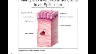 Chapter 4 Part1 Epithelial Tissues [upl. by O'Donoghue511]