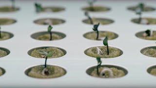 Indoor gardening with hydroponics [upl. by Peppel208]