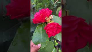 കമേലിയ റോസ്മരം  wood rose camelia rosetree woodrose roseplantsonlinesale [upl. by Carlene28]