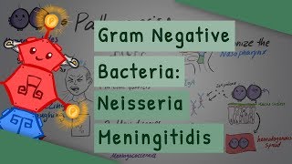 Gram Negative Bacteria Neisseria meningitidis [upl. by Leffen928]