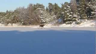 Älg På Isen Mellan Bokö Och BoköOxnö 19 Jan Skridsko 2013 [upl. by Ecirum]