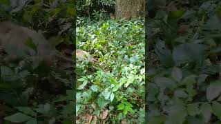 Wild pigtail monkey relaxing time shortsvideo monkeyforest wildlifemonkey wildlife [upl. by Nepets]