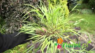 Florinipl  Hakonechloa mrozoodporna trawa bambusowamp4 [upl. by Tahmosh]