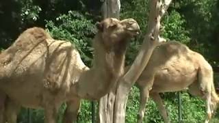 The Dromedary Camel Camelus Dromedarius One Hump [upl. by Nivalc791]