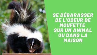 Comment se débarasser dune odeur de moufette sur un animal ou dans la maison  SOS Odeurs [upl. by Kelson]