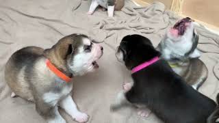 7 Husky puppies found their howling voices  crazy [upl. by Anidam]