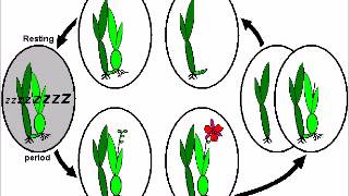 What Is Dormancy Explained [upl. by Barrie]