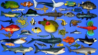 39 Sea Animals Whale Shark Orca Turtle Great White Shark Blue Whale Octopus Etc MN073 [upl. by Yenots247]