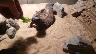 Mali Uromastyx The easiest pet to own In the world Meet my lizard Mali [upl. by Eiclehc]