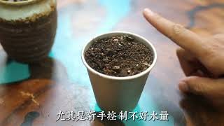 多肉植物如何修剪繁殖？園藝師教你，多肉繁殖的實操技巧 [upl. by Adnohsad]