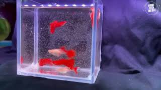 Aquarium video goldfish betta fish and koi fish in planted tank 908 [upl. by Asert749]