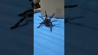 H gigas attacks stridulation ❤️❤️ tarantula animals saberanimal hysterocratesgigas spider [upl. by Rosco]