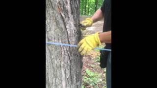 5 Tap Beginners Tubing Kit Installation  Roth Sugar Bush  Maple Equipment  Maple Syrup [upl. by Nabla]