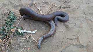 Eryx Johnii Red black sand Boa snake Ms Cheemu [upl. by Anilosi]