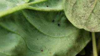 Delphastus catalinae Attack Bemisia tabaci Silverleaf Whitefly [upl. by Pryce861]