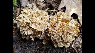 The Intrepid Forager Special Edition Episode 21 Umbrella Polypore [upl. by Atiseret337]