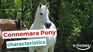 Connemara pony  characteristics origin amp disciplines [upl. by Rasecoiluj]