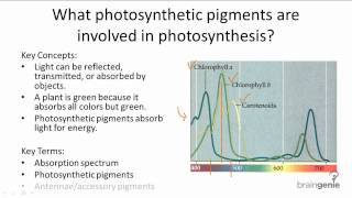 412 What photosynthetic pigments are involved [upl. by Hoag45]