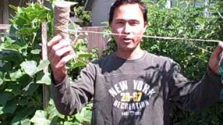 Plant Ties to Secure Your Plants to a Trellis When Growing Vertically [upl. by Love]