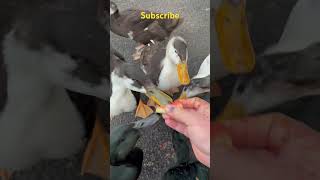 Ducklings destroy watermelon cayuga magpie watermelon [upl. by Worthington]