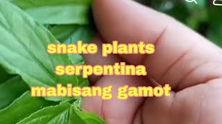 serpentina snakeplant serpentina ginagawa Kong tea every morningMorning routine sa tindahan [upl. by Kauffmann]