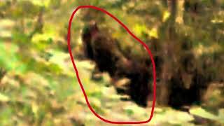 Enhanced Footage of Blood Mountain Bigfoot near Blue Ridge GA [upl. by Crandell]