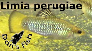 Limia perugiae  Species Profile [upl. by Ettesoj]