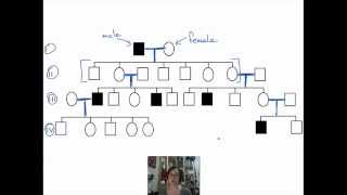 Introduction to Pedigrees [upl. by Conway]