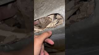 WOW FILTHY DUCTS DEBRIS CLOGGED BLOCKAGE HVAC CLEANING WESTERNMASS DIRTY HOME SERVICE [upl. by Pump]