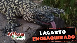 El único lagarto venenoso de Mexico  Lagarto enchaquirado desde Africam Safari [upl. by Julio]