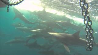 Hundreds of sharks follow boat [upl. by Onairda777]