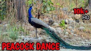 Different types of peacock colour  peacock dance peahen  peacock trending viralvideo [upl. by Aeduj]