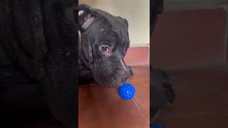 😂HR funny tamil voice over part296🤣youtubeshorts shorts shortfeed rottweiler pitbull dog [upl. by Ygiaf]