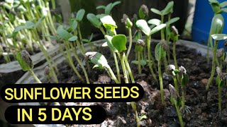 Germinating Sunflower  Sprouting Sunflower Seeds in 5 days [upl. by Delfine203]