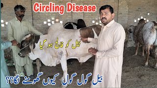 Circling Disease in Cow Listeriosis in Cow Dr Mohsin [upl. by Aeslehs]