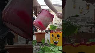 Vlog2  Ep  Gardeningrepottinggreenery vlog diy plants planters gardening [upl. by Eemia345]