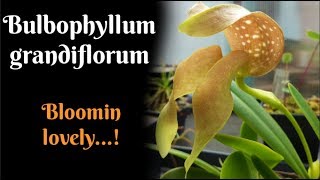 Bulbophyllum grandiflorum bloomin lovely [upl. by Filmer]