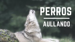 Perros Aullando Fuerte  Perros aullando como lobos Aullidos de Perros Sound effect [upl. by Ennayk619]