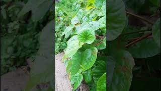 Adina cordifolia Rubiaceae family trending nature flora forest forests [upl. by Nivaj]