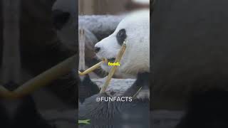 5 Fun Facts About Brars You Didn’t Know❗️❗️funfacts bear viralvideo [upl. by Kcirdot185]