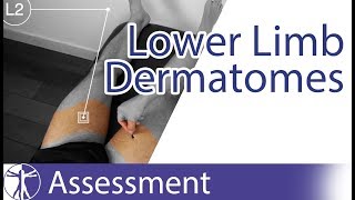 Dermatomes Lower Limb  Peripheral Neurological Examination [upl. by Munmro]