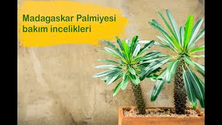 Pachypodium Lamerei  Madagaskar Palmiyesi bakımı [upl. by Aicen]