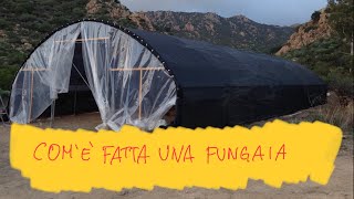 Coltivare i funghi COME È FATTA UNA SERRA FUNGAIA [upl. by Mcquade]