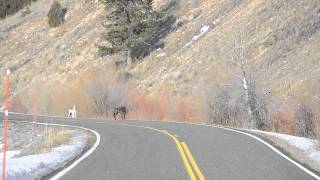 Lamar Canyon wolves have a howl near the Confluence in Lamar Valley by Deby Dixon [upl. by Crabb695]