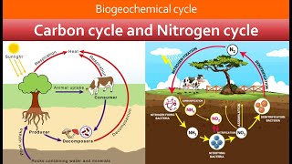 Biogeochemical cycle  Carbon cycle  Nitrogen cycle  Chapter 16 Class 10th biology [upl. by Icat]