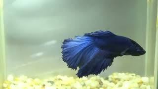 betta fish fish bettafish shorts 521 [upl. by Arten]