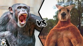 CHIMPANZEE VS KANGAROO  Which is Stronger [upl. by Daphene]